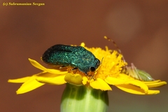 Acmaeodera subprasina
