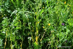 Calepina irregularis