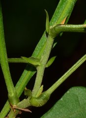 Centrosema sagittatum