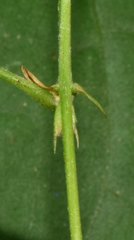 Centrosema sagittatum