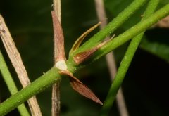 Centrosema sagittatum