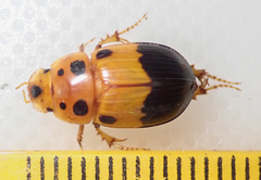 Adeloparius septemmaculatus