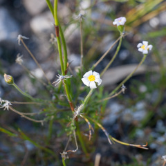 Zyrphelis microcephala