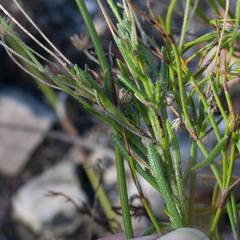 Zyrphelis microcephala
