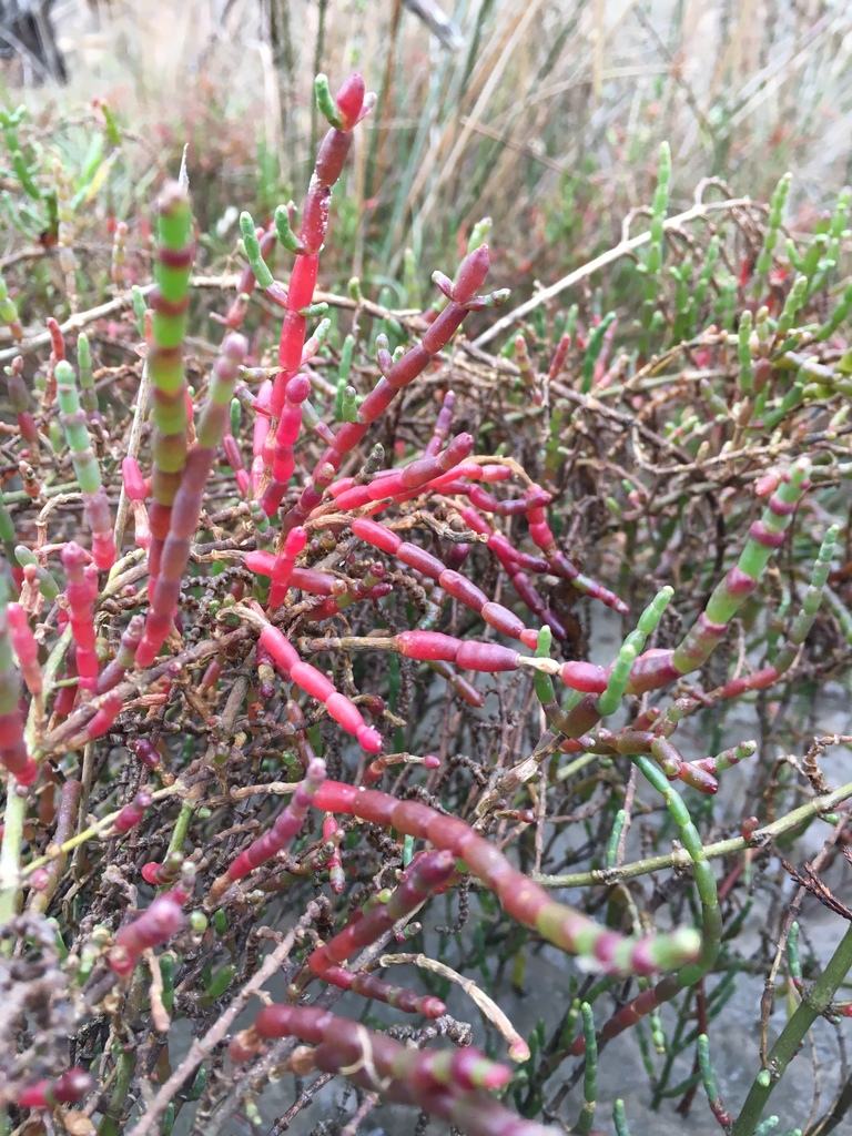 Virginia Glasswort Principal Plant Communities Of California Coastal Salt Marsh