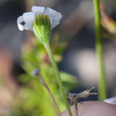 Zyrphelis microcephala