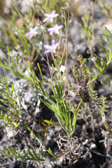 Zyrphelis microcephala