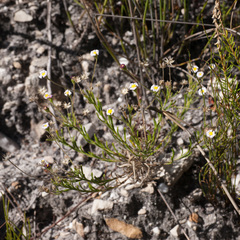 Zyrphelis microcephala