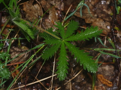 Potentilla recta