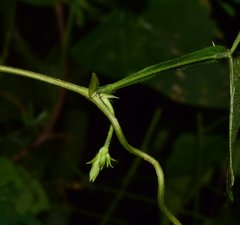 Centrosema sagittatum