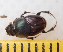 Kurtops quadraticeps