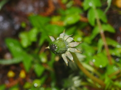 Taraxacum