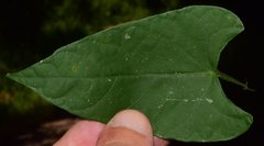 Centrosema sagittatum