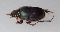 Kurtops quadraticeps