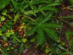 Potentilla recta