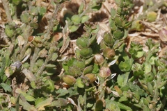 Lepidium strictum