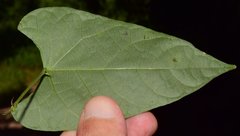 Centrosema sagittatum