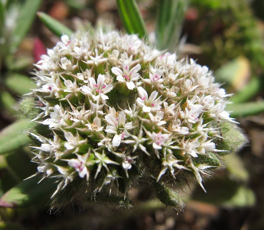 Chorizanthe howellii
