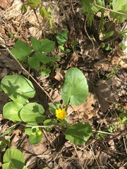 Ficaria verna