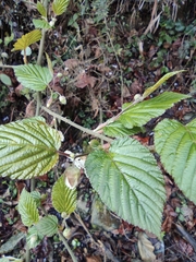 Rubus corchorifolius
