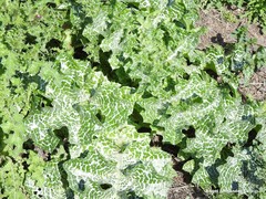Silybum marianum