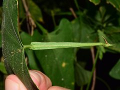Centrosema sagittatum