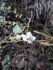 Rubus corchorifolius