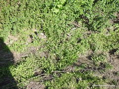 Urtica urens