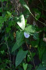 Centrosema sagittatum