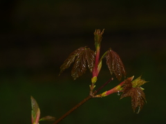 Acer pseudoplatanus