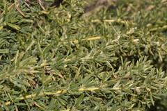 Adenocarpus hispanicus