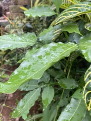 Melicoccus bijugatus