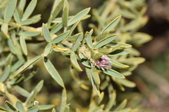 Adenocarpus hispanicus