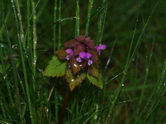 Lamium purpureum