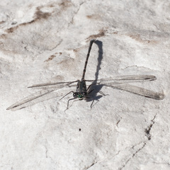 Ecchlorolestes peringueyi