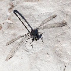 Ecchlorolestes peringueyi