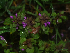 Lamium purpureum