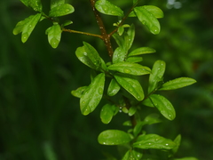 Ligustrum vulgare
