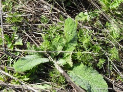 Salvia aethiopis