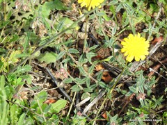 Helianthemum asperum