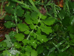 Chelidonium majus