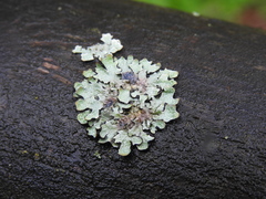 Parmelia sulcata