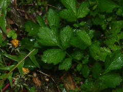 Geum urbanum