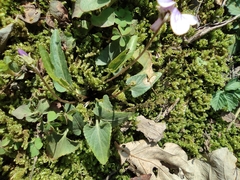 Viola japonica
