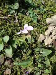 Viola japonica