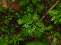 Geranium robertianum