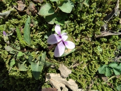 Viola japonica