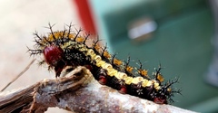 Hemileuca maia
