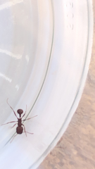 Pogonomyrmex occidentalis