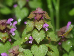 Lamium purpureum